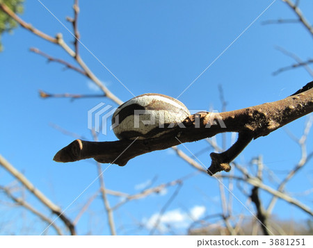 Irraga's eyebrows 3881251