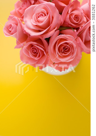 Pink Rose, bouquet, bouquets 3881262