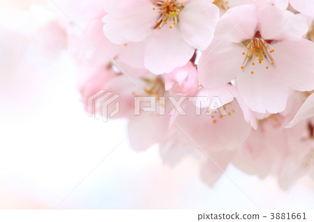 Sakura flower 3881661