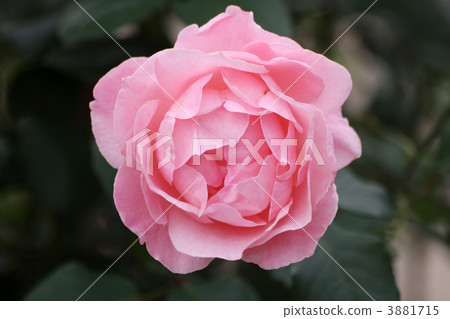 Queen Elizabeth 3881715