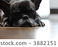 French bulldog 3882151