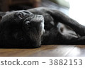 French bulldog 3882153