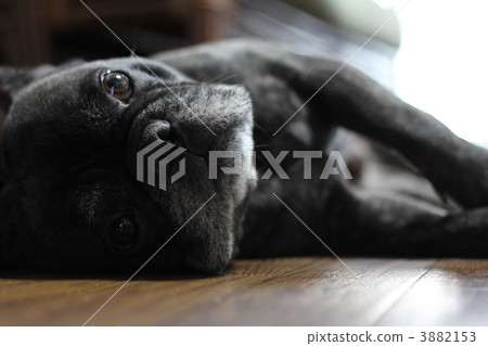 法國鬥牛犬 3882153