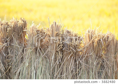 米飯的破布 3882480