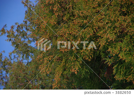 The source of cedar cedar male flower cedar pollinosis 3882650