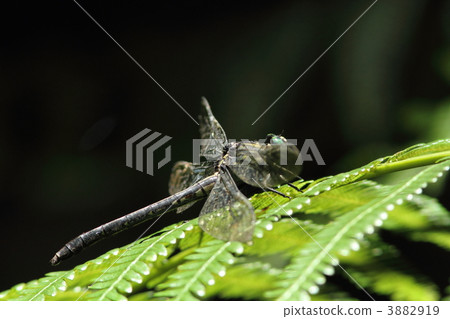 Yamasanae♀ 3882919