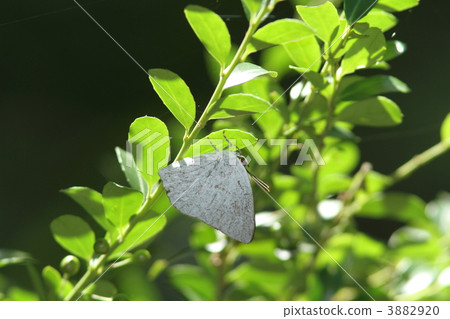 Uragine簡潔 Uragine簡潔 3882920