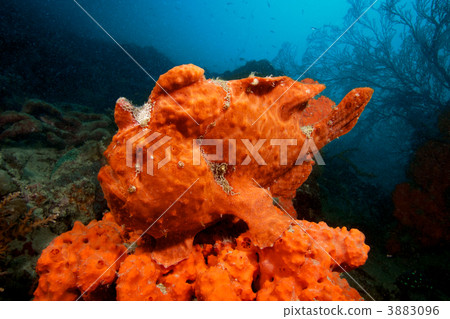 巨頭襞魚科 襞魚 海綿 3883096