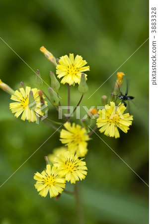 Onita Birako Onita Birako 3883328