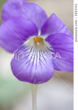 Nioi tachibubisu 3883341