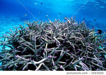 edasango fish, coral, coral reef 3883600
