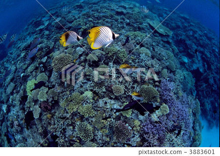 A pair of spiny butterflies and a coral reef 3883601