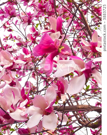 magnolia, magnolias, bloom 3883725