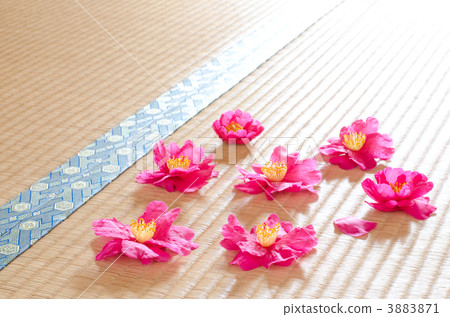 Sasanqua flowers and tatami Sasanqua flowers and tatami 3883871