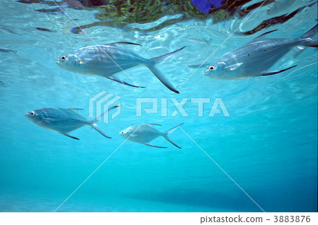 浮潛 鹹水魚 海水魚 3883876