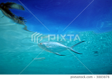 pompano, shallow, skin diving 3883878