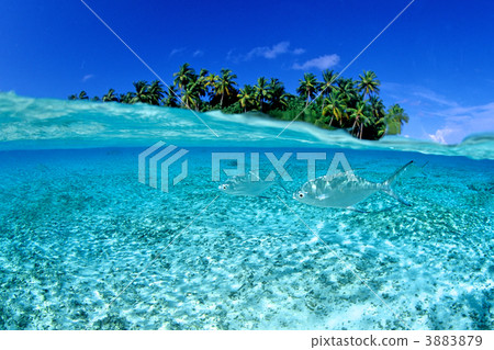 pompano, coco, coconut 3883879