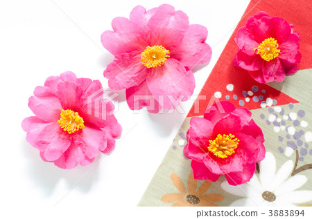 Sasanqua花和日本模式布 3883894