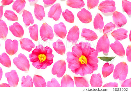 Sasanqua flowers and petal background 3883902