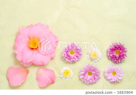 Tsubaki and chrysanthemum flower and Japanese pattern cloth 3883904