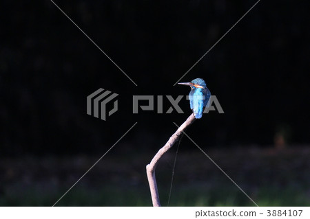 Kingfisher Kingfisher 3884107