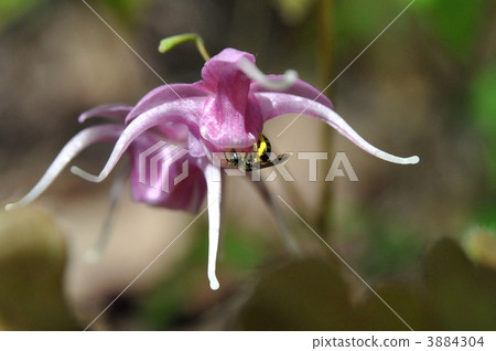 Ikarisisu and bees 3884304