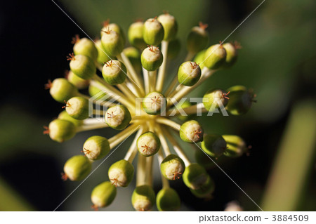 Yatsu的年輕水果 3884509