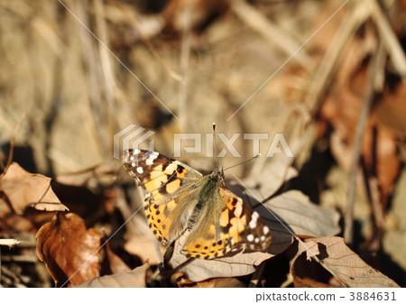 Acetatehja wintering in fallen leaves Acetatehja wintering in fallen leaves 3884631