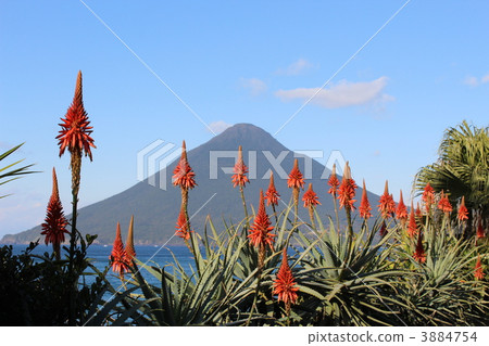 蘆薈和Mt. Kamen花 3884754