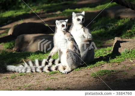 在長崎鼻子停車場的Wano狐猴 3884760