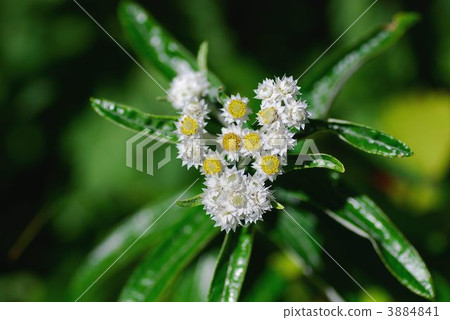 Flower of Hako Kussha 3884841