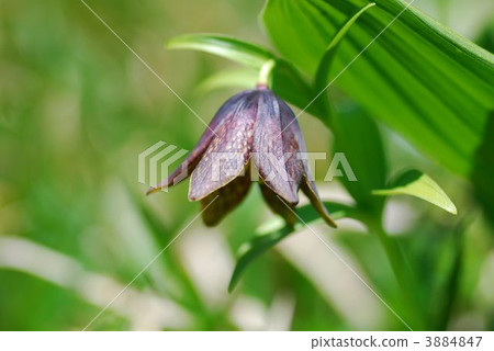 黑百合 黑百合 3884847