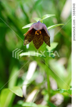 黑百合 黑百合 3884848