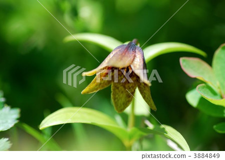 黑百合 黑百合 3884849