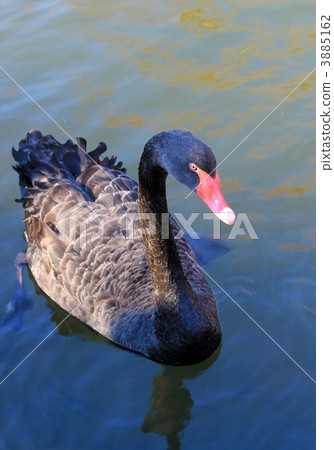 Swan swan Swan swan 3885162