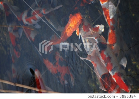 Koi Koi 3885384