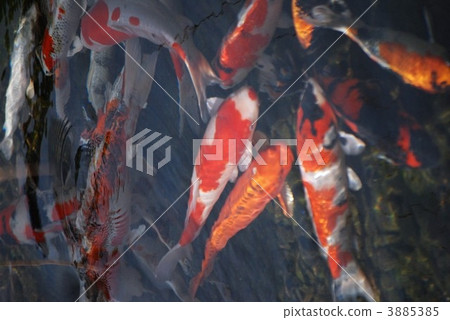 Koi Koi 3885385