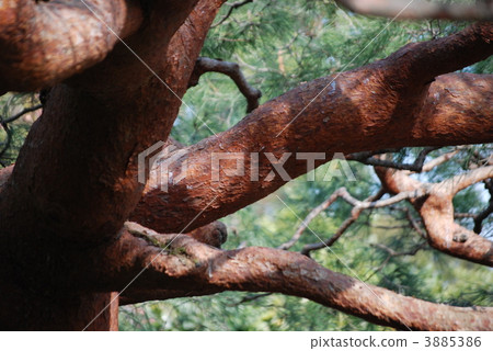 Pine Pine 3885386