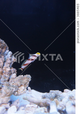 nejirinbou, goby, wax tree 3885403
