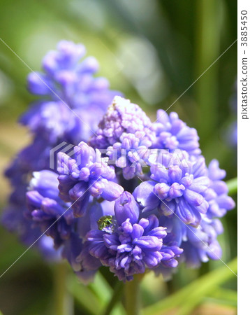 Unusual double-blooming muscari · blue spike 3885450