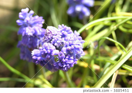 Unusual double-blooming muscari · blue spike 3885451