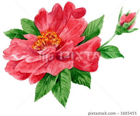 sasanqua, watercolour, watercolors 3885455