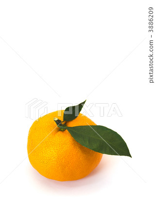 Mandarin orange  Mandarin orange  3886209