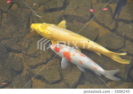 Joyoen Poetry Izumikaku Toe Garden Koi Joyoen Poetry Izumikaku Toe Garden Koi 3886245