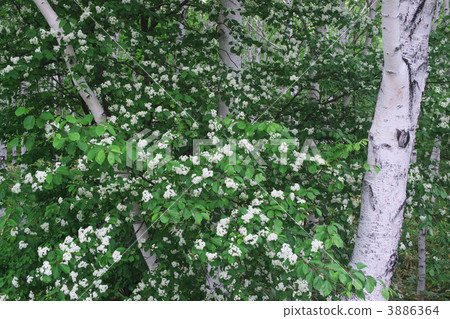 Miyamakazakura blooming in white birch forest 3886364
