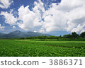 Yatsugatake和高地蔬菜 3886371
