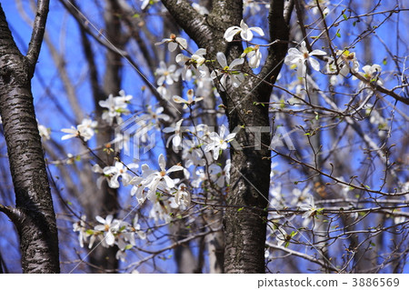 Spring of birch bloom Satoyama 3886569