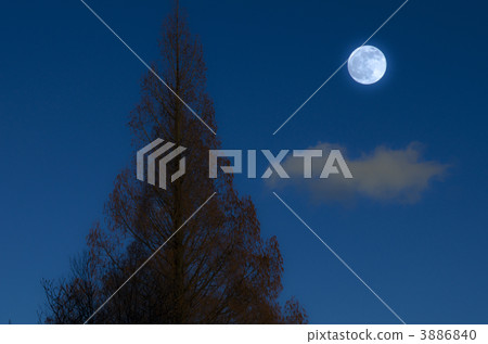 滿月和一棵樹 3886840