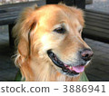 golden retriever, animal, animals 3886941