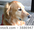 golden retriever, pet, pets 3886947